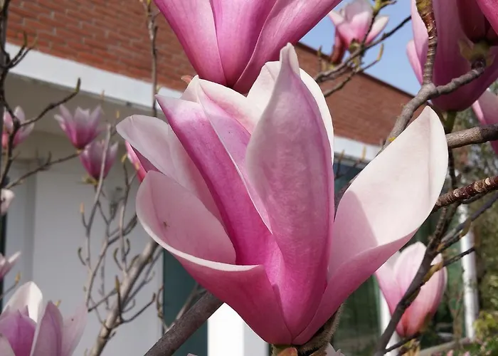 Dream Venice Airport * Dese