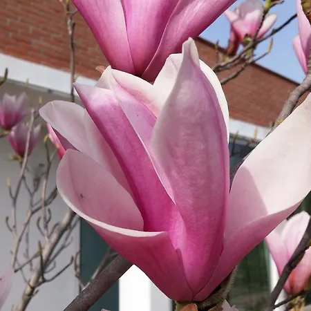 Dream Venice Airport * Dese